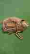1000jr Shoeless Joe 10 Lht Modified Trap Web Baseball Glove Youth Mitt
