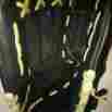 1250t Mizuno Premier Gpmp 12.5 Baseball Glove Lh Thrower Black Leather