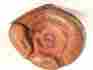 39792 Grants Pro Sports Vintage Catchers Mitt Made In Japan Leather Cowhide Mlb 39792 Grants Pro Sports Vintage Catchers Mitt Made In Japan Leather Cowhide Mlb