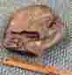 42-487 Spalding Vtg Baseball Soft-ball Glove Ez-flex Form Pocket 42-487 Spalding Vtg Baseball Soft-ball Glove Ez-flex Form Pocket