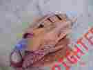 42-627 Spalding The Franchise Competition 13 Leather Baseball Glove Rh Thrower