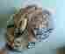 A1615 Wilson Pro 500 Baseball Glove 12.5 Rht