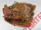 A9610 Wilson Fp1 Fast Pitch Rh 11 1 2 Baseball Softball Glove