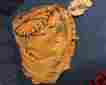 Cm225 Nokona Right Handed Oversized Catchers Mitt 35