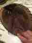 Cm275k-pro Nokona Softball Mitt Model Used