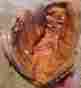 Fg210 Vintage Johnny Walker Baseball Glove Lh Thrower Japan 10.5 Free Sh