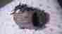 Fl1177 Flare Louisville Slugger Pro Baseball Glove 11.5