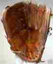 Hbg48 Louisville Slugger Pedro Guerrero Autograph Model Right Baseball Glove Hbg48 Louisville Slugger Pedro Guerrero Autograph Model Right Baseball Glove