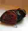 Jd9tb Rawlings The Gold Glove 9 Inch Right Hand Thrower Short Center Base Guc