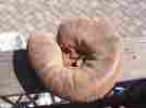Pre-1920 Wilson Thomas E 501 Catchers Mitt Professional Model Vintage
