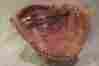 Rgb88 Rawlings Fernando Valenzuela Youth Baseball Glove Right Hand Thrower 11 Rgb88 Rawlings Fernando Valenzuela Youth Baseball Glove Right Hand Thrower 11