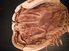Amg-700 Softball Glove 14 Nokona "