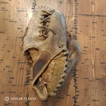 Rawlings TT85 Usa Dick Houser 11 Baseball Glove Right Throw Needs Laces, A8. Fixed Price $20.25.
