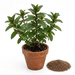 1100 Chocolate Mint Seeds - Delightful Cocoa Aroma Perfect For Baking. Fixed Price $5.99.