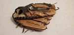Louisville Slugger Baseball Glove 12" Genesis 1884 Series Pro Pattern GEN1200BM. Fixed Price $26.95.