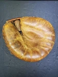 Vintage A9876 "it's Wilson" Leather Softball Catchers Glove Made Usa. Fixed Price $32.99.