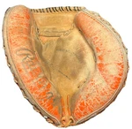 Rawlings RCM8 Professional Model Ted Simmons Catchers Mitt Rht Vtg Free Ship. Fixed Price $24.00.