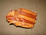 Dudley Team Sports Softball Glove Left Hand THROWER12"SIZE Thower. Fixed Price $15.00.