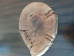 Wilson Baseball Glove Rht A2412 Catcher Bill Freeham Twin Action Usa Made Vtg. Fixed Price $15.00.