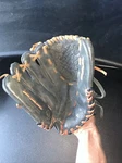 Mizuno GPL1153D 11.5" Lht Youth Baseball Softball Glove Black Power Close Flex. Fixed Price $23.95.