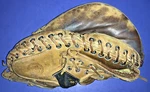 11 Wilson Bob Scheffing Tru-trap A2531 Baseball Mitt. Fixed Price $45.00.
