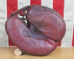Vintage 1950S Denkert Leather Catchers Mitt Baseball Glove Andy Seminick M229LL. Fixed Price $96.80.