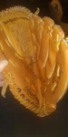 Rawlings Baseball Glove #RBG106 Cal Ripkin Jr. Fixed Price $7.00.