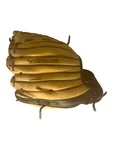 Mizuno 10" Inch Prospect Gpp 1002 Right Hand Thrower Baseball Youth Glove. Fixed Price $14.99.