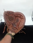 Nokona N80 First Base Glove Game-ready 13 Inch Rht Relaced. Fixed Price $240.00.